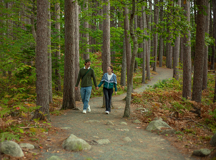 Two people walking along a wooded trail through a tall pine forest.
