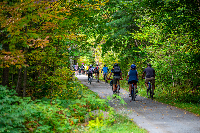 Group of cyclists riding along a scenic forest trail surrounded by green trees.