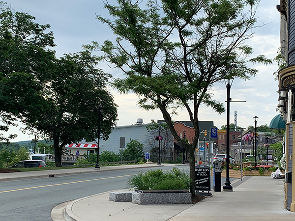 Quiet downtown Bridgewater street with trees, shops, and sidewalks.